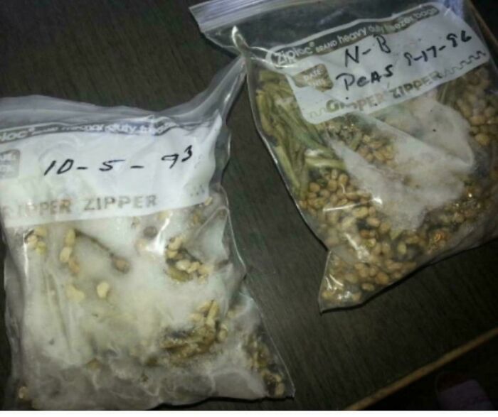 Grandma’s Freezer: The Cold Storage Chronicles