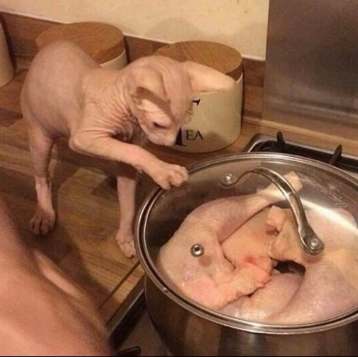 Wait, They Actually Ranked That?! 81 Images That Are So Weird They Might Be Cursed (But Seriously Hilarious)