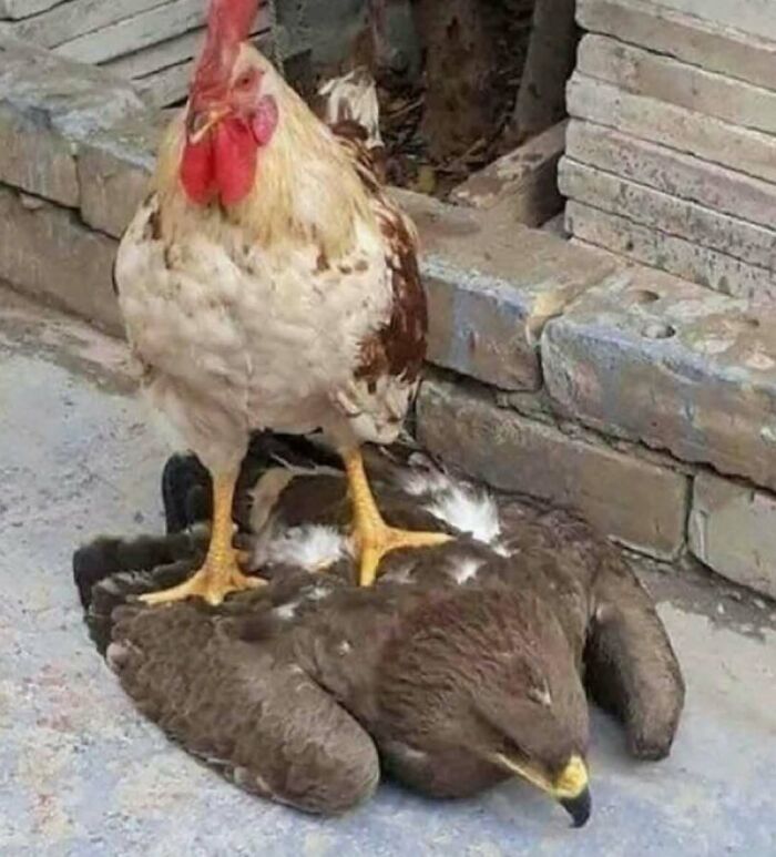 Wait, They Actually Ranked That?! 81 Images That Are So Weird They Might Be Cursed (But Seriously Hilarious)