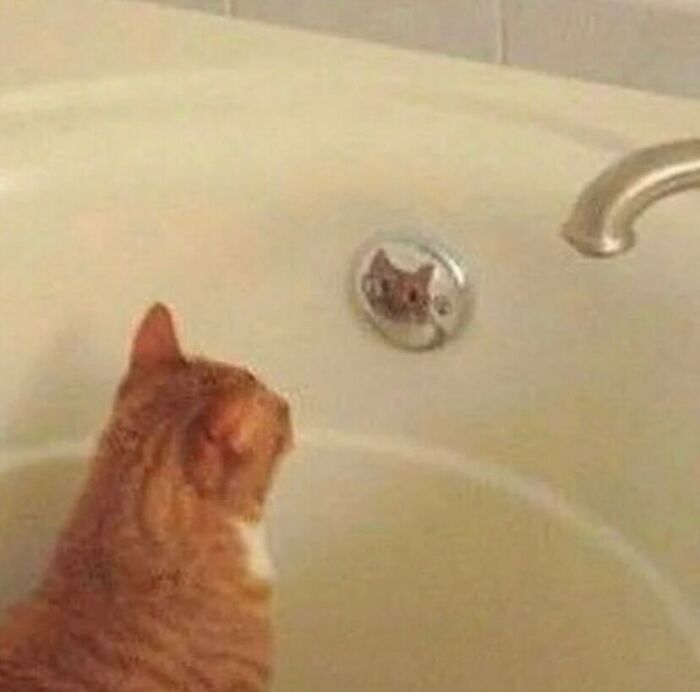 Wait, They Actually Ranked That?! 81 Images That Are So Weird They Might Be Cursed (But Seriously Hilarious)