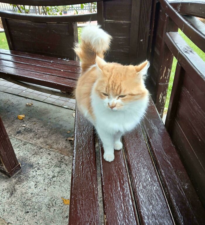 Me and My Cat: Social Butterflies at the Park