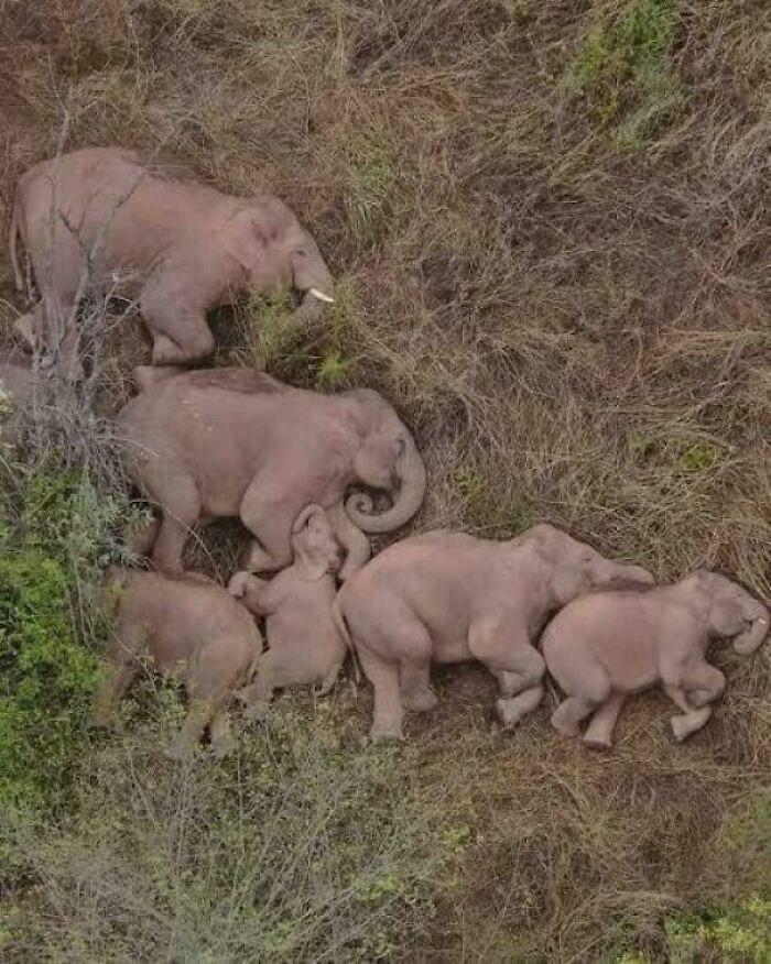 Elephant Family Caught Napping Together (Too Cute)