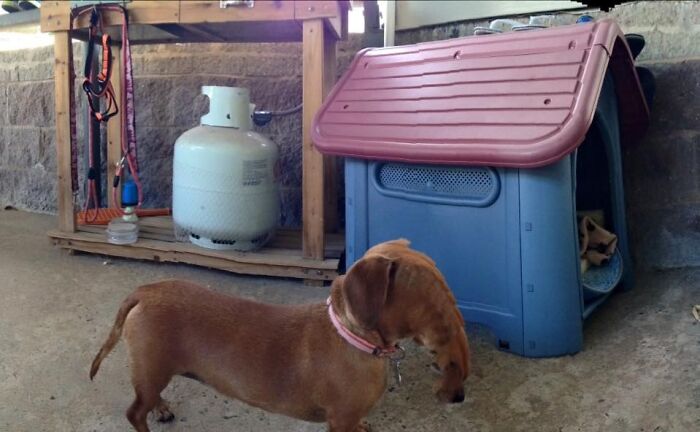Panorama Attempt on a Wiggly Dachshund