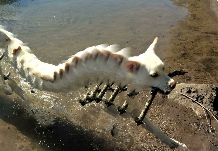 Is That a Dog or a Wormy Caterpillar?