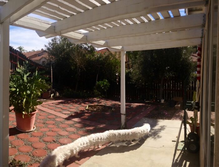 Dog Walks by Mid-Panorama, Result is Hilarious