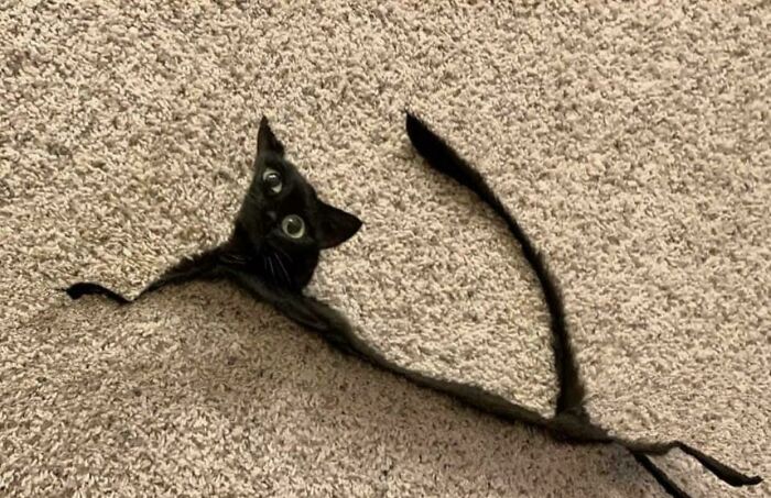 Trying to Make a Cute Panorama… Nailed It?