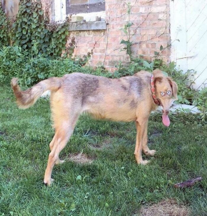 Wanna Pet My Dog? Not So Fast!