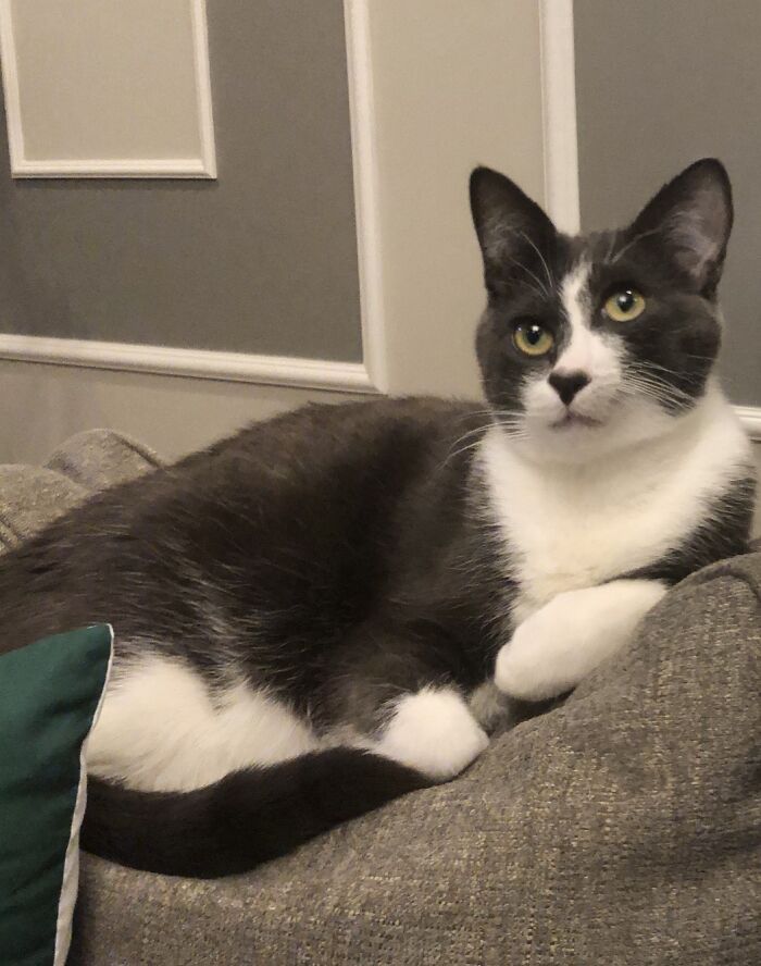 Meet Picatso