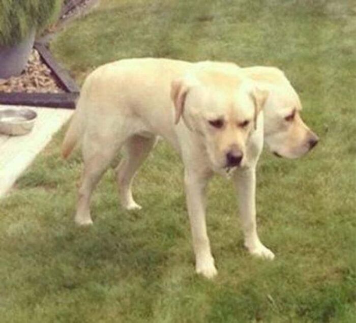 A Strange Rescue Cerberus Appears