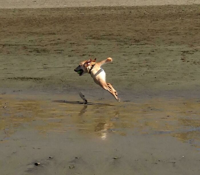 Panoramic Photo Meets Running Dog