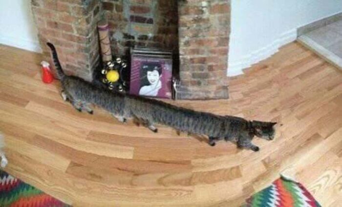 This Cat’s Got 12 Feet. Yes, Twelve!