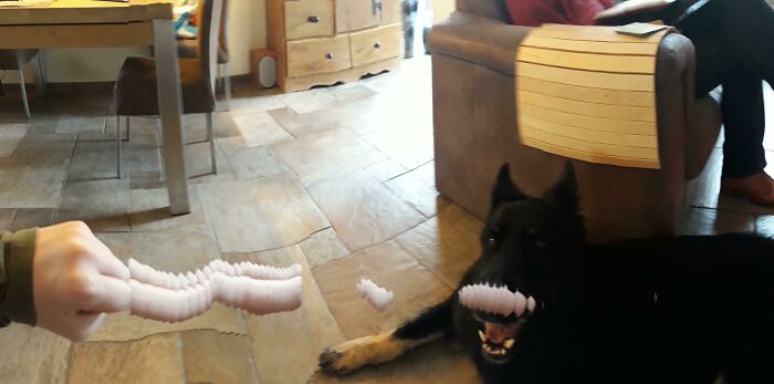 Panorama Dog Gone Wild