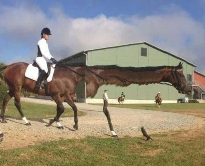 Giraffe Horse? Yep, It’s a Real Thing Now