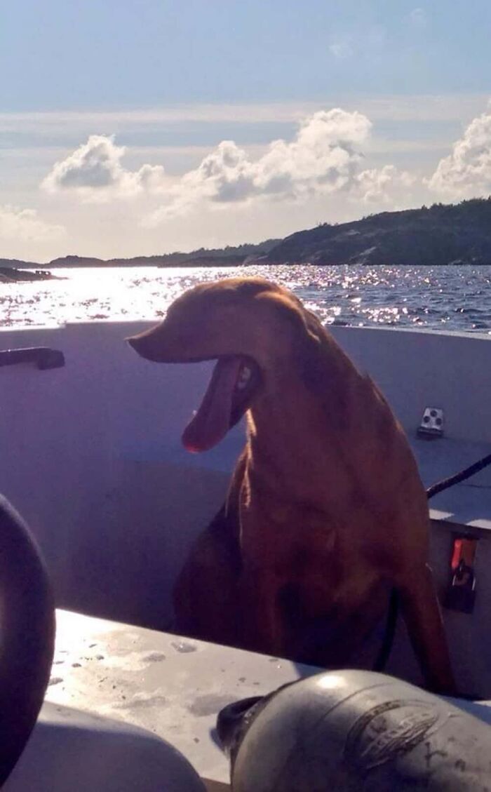 The Legendary Duck Dog