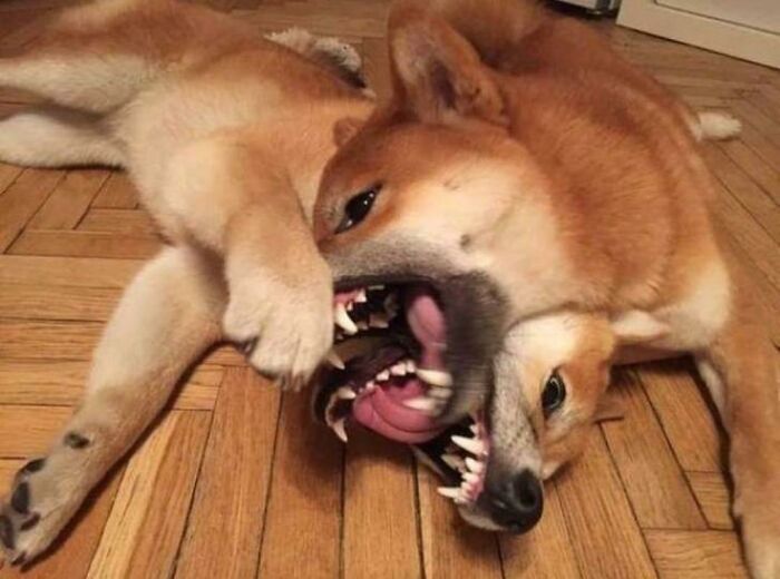 Double-Headed Dog or Panorama Fail?