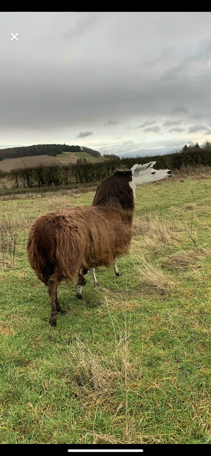 Panorama Llama Doesn’t Care