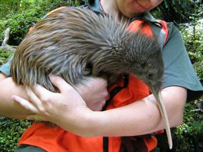 How Big Are Kiwis? Surprisingly Big!