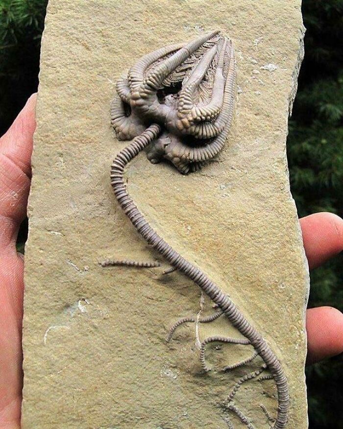 345-Million-Year-Old Fossil That’s Almost Like New
