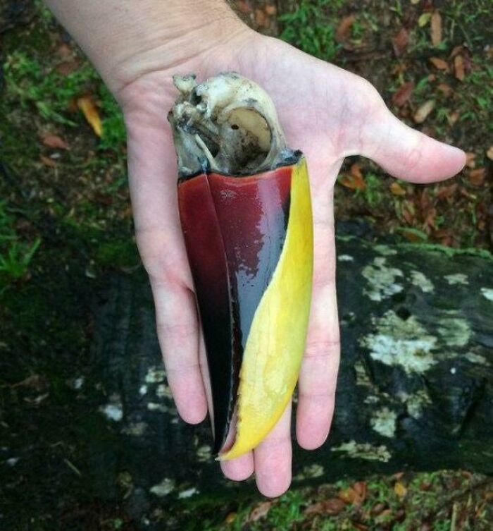 Toucan Beak Still Intact Years After The Bird’s Passing