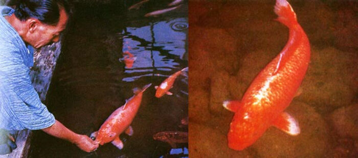 Hanako The Koi Fish Lived To Be 226 Years Old!
