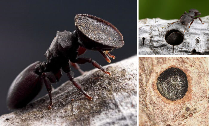 Meet The Soldier “Turtle” Ant With A Rounded Head Shield