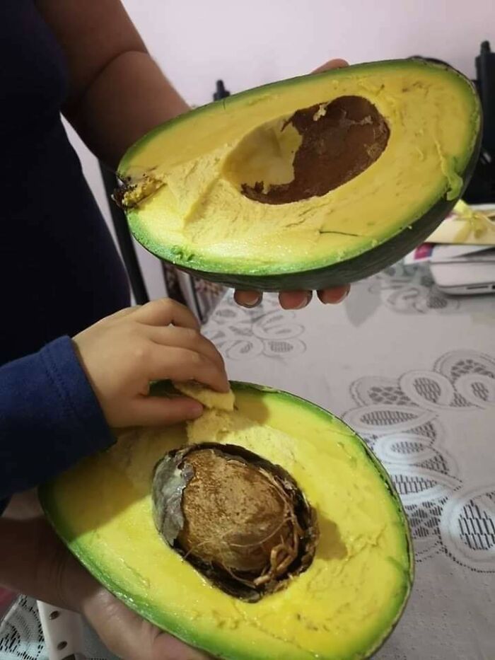 Giant Yucatan Butter Avocado Looks Like It Means Business