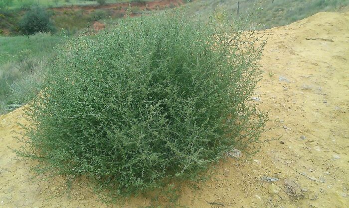 What A Tumbleweed Looks Like Before It Starts Rolling