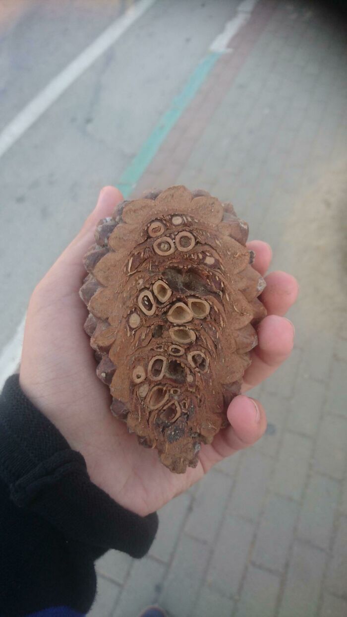 Inside A Pine Cone Looks Surprisingly Cool
