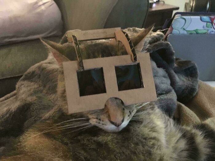 Reminder: Eclipse Safety for Your Pets is a Real Thing