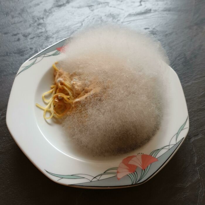 Spaghetti Mold Ball—Forgotting Forever Is An Art