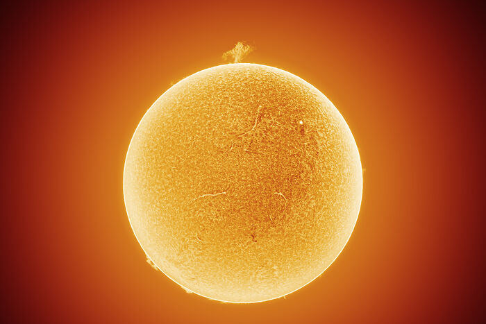 "That Solar Tree tho" By Rafael Schmall