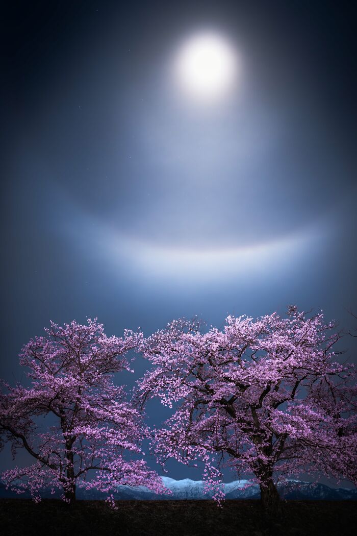 "Snow, Moon, and Cherry Blossoms Magic" By Takanobu Kurosaki