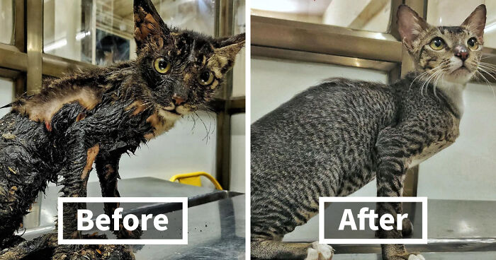 Wait Till You See These 127 Pets Who Went From Hot Mess to Total Legends