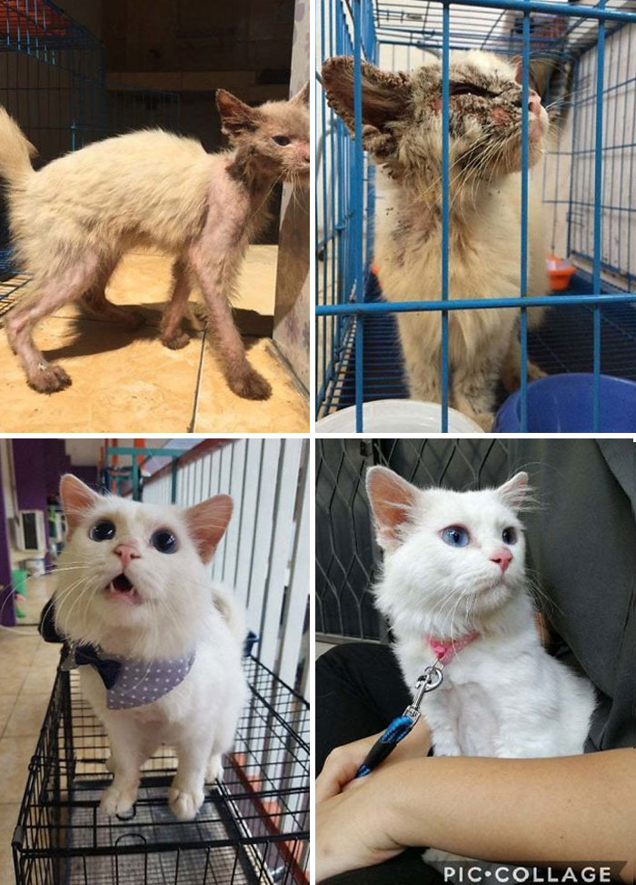 Yuzu: The Scabby Stray Who Became A Blue-Eyed Beauty