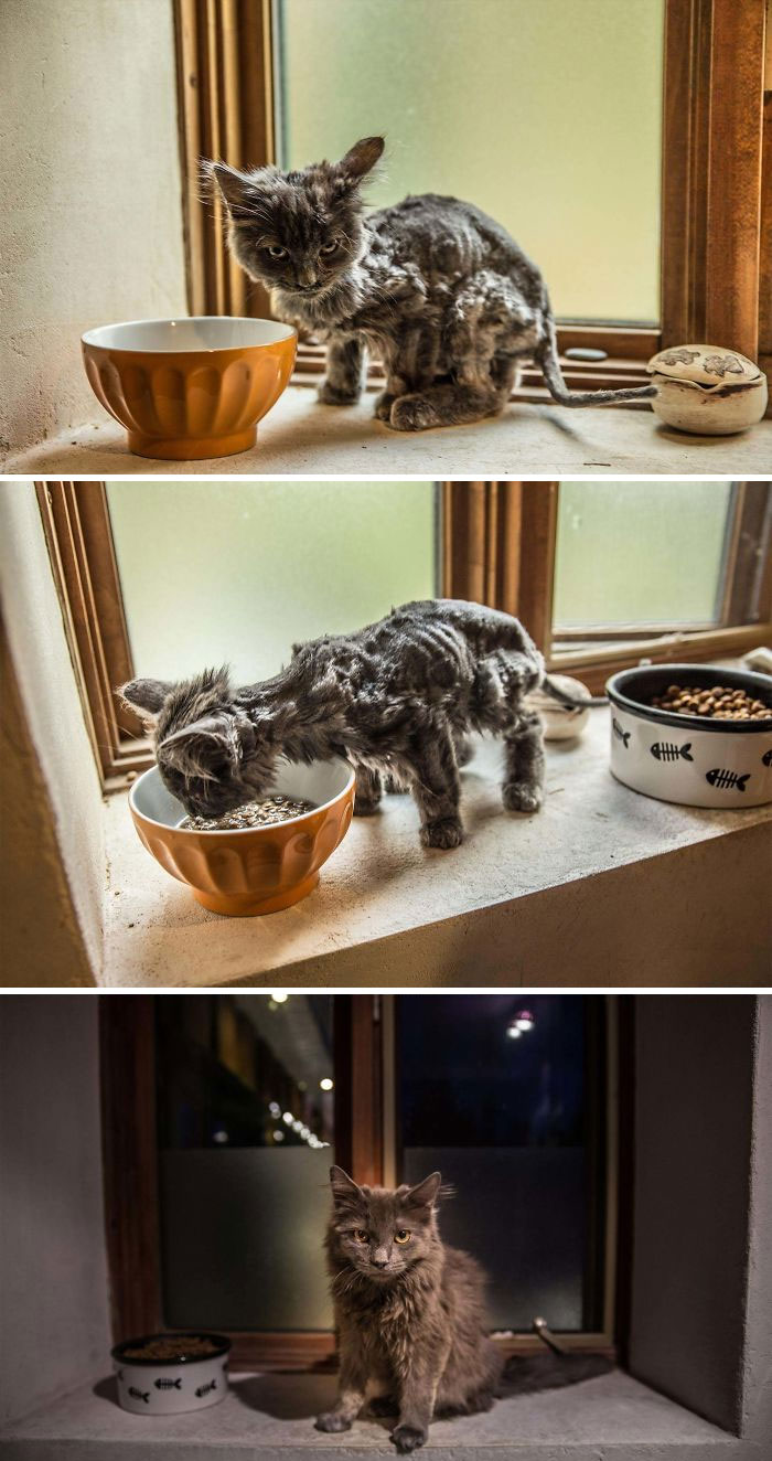 Barley: Roadside Rescue To Sweetest Cat Ever
