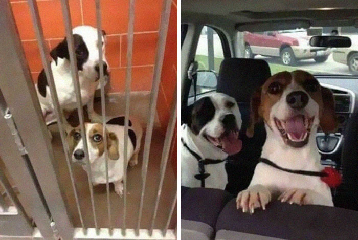 Before Vs. After: One Hour Apart And Fluffier Than Ever