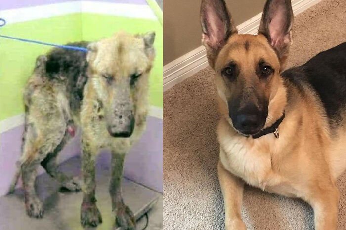 Hansel’s New Life: Happy & Mischievous