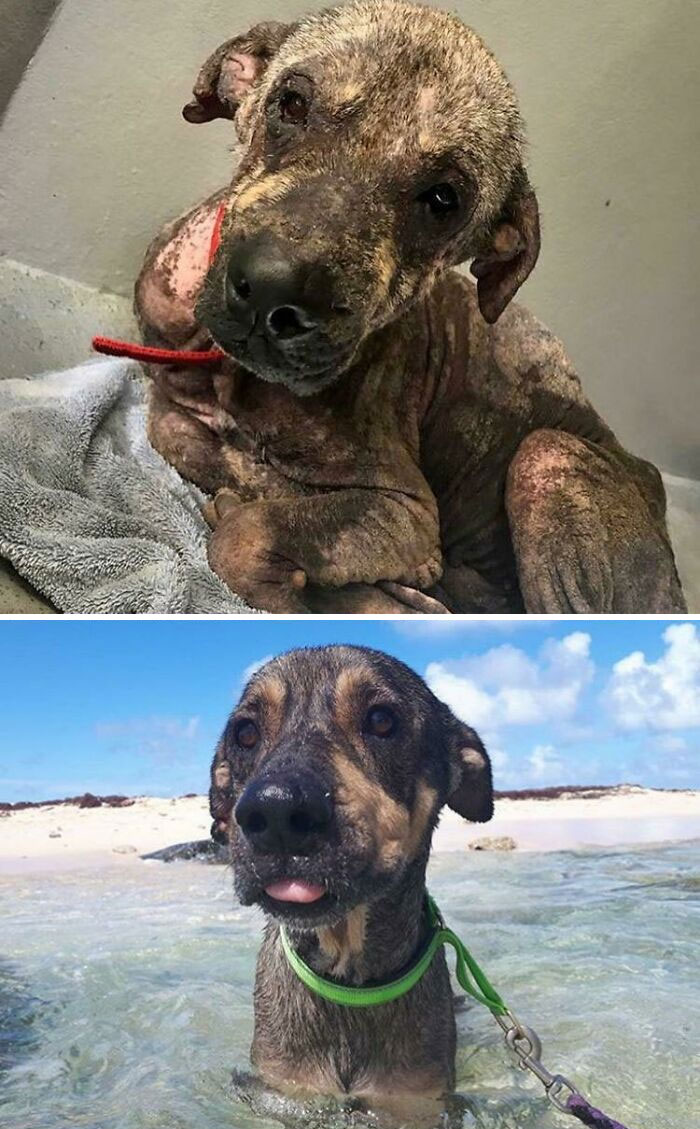 Ozzy The Island Doggo’s Glow-Up