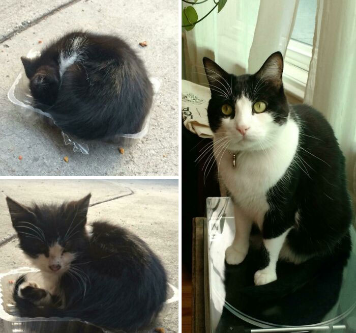 From Container Cat To Queen Of The House