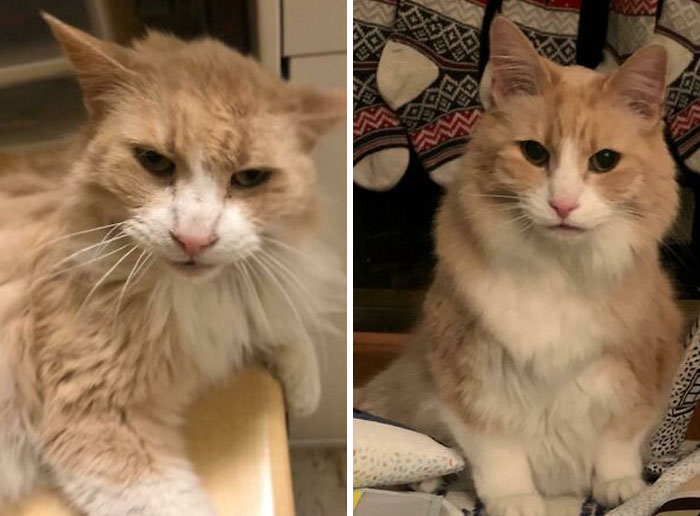 Sonny: From Sad Senior To Lap King
