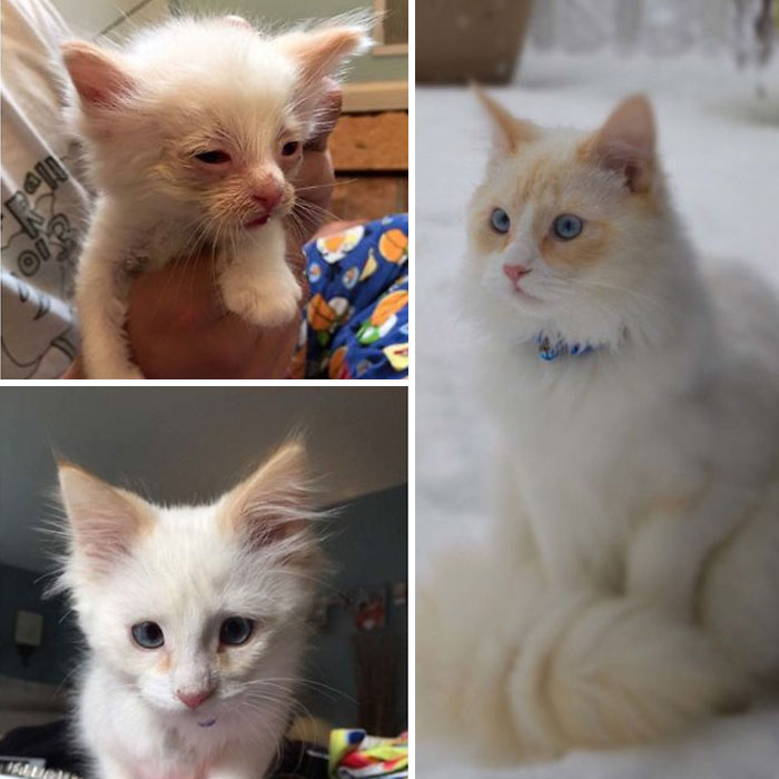 “We’re Just Fostering Him” Turned Forever Pal