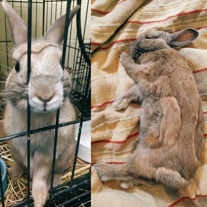 Violet: From Forgotten Cage To Cozy Bed
