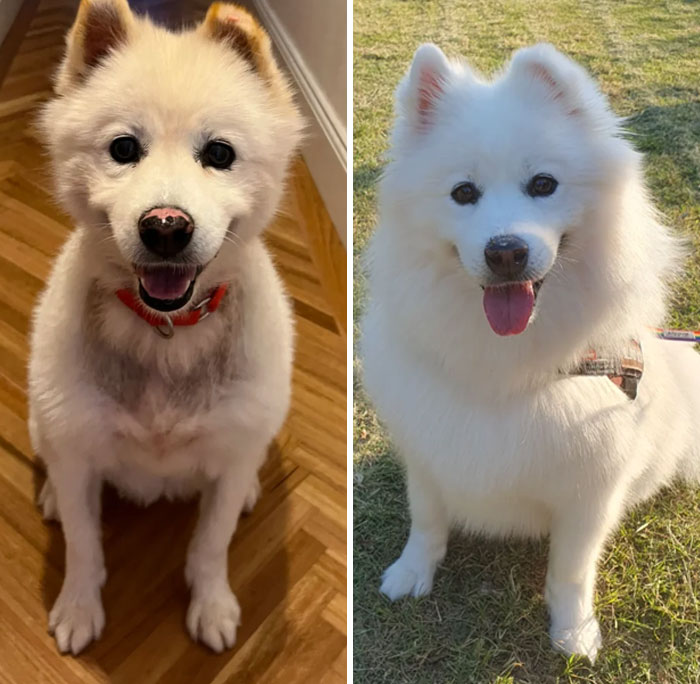 Samoyed Skin Disaster Turned Fluffy Beauty