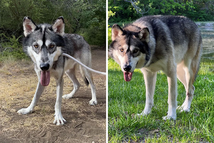 Kenai’s 2-Day Vs. Now Comparison
