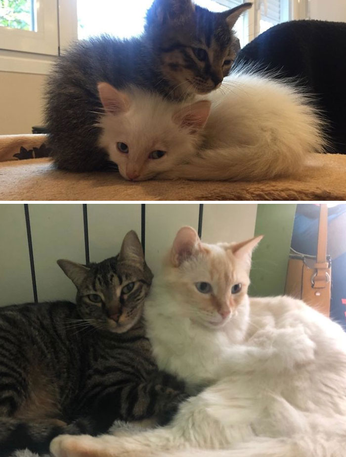 Two Bros: Street Scraps To Best Buds