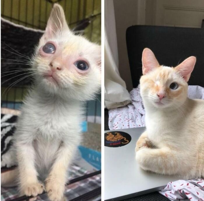 Cousteau: From Scrappy Street Kitten To Parisian Prince