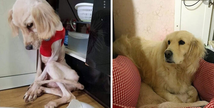 Korean Golden Rescue: 15lbs To 60lbs