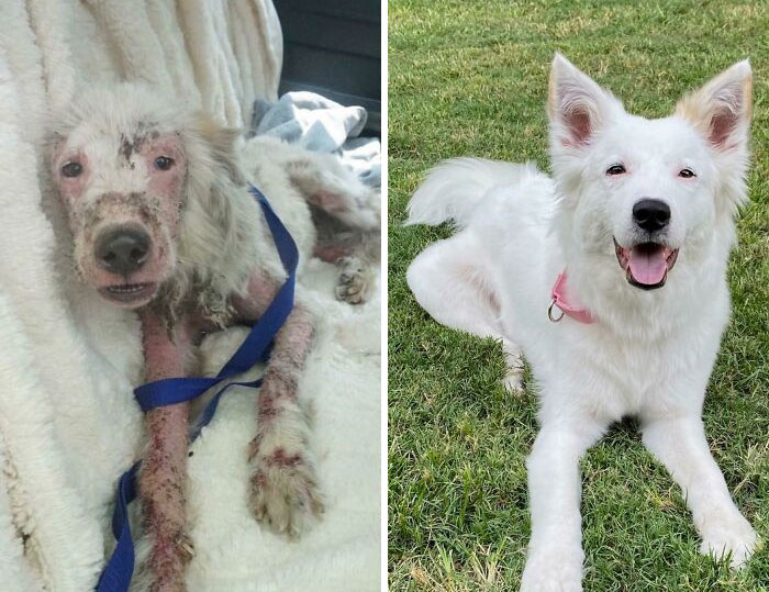 Foster Pup’s 2-Month Glow-Up