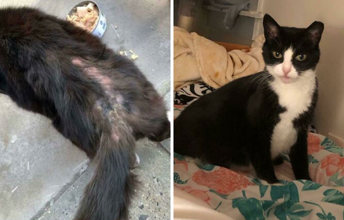 Bucky: From Fur-Less Feral To Bed Boss