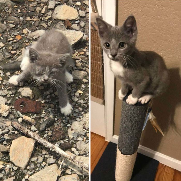 Emmy: Wheel Rescue To Home Sweet Home